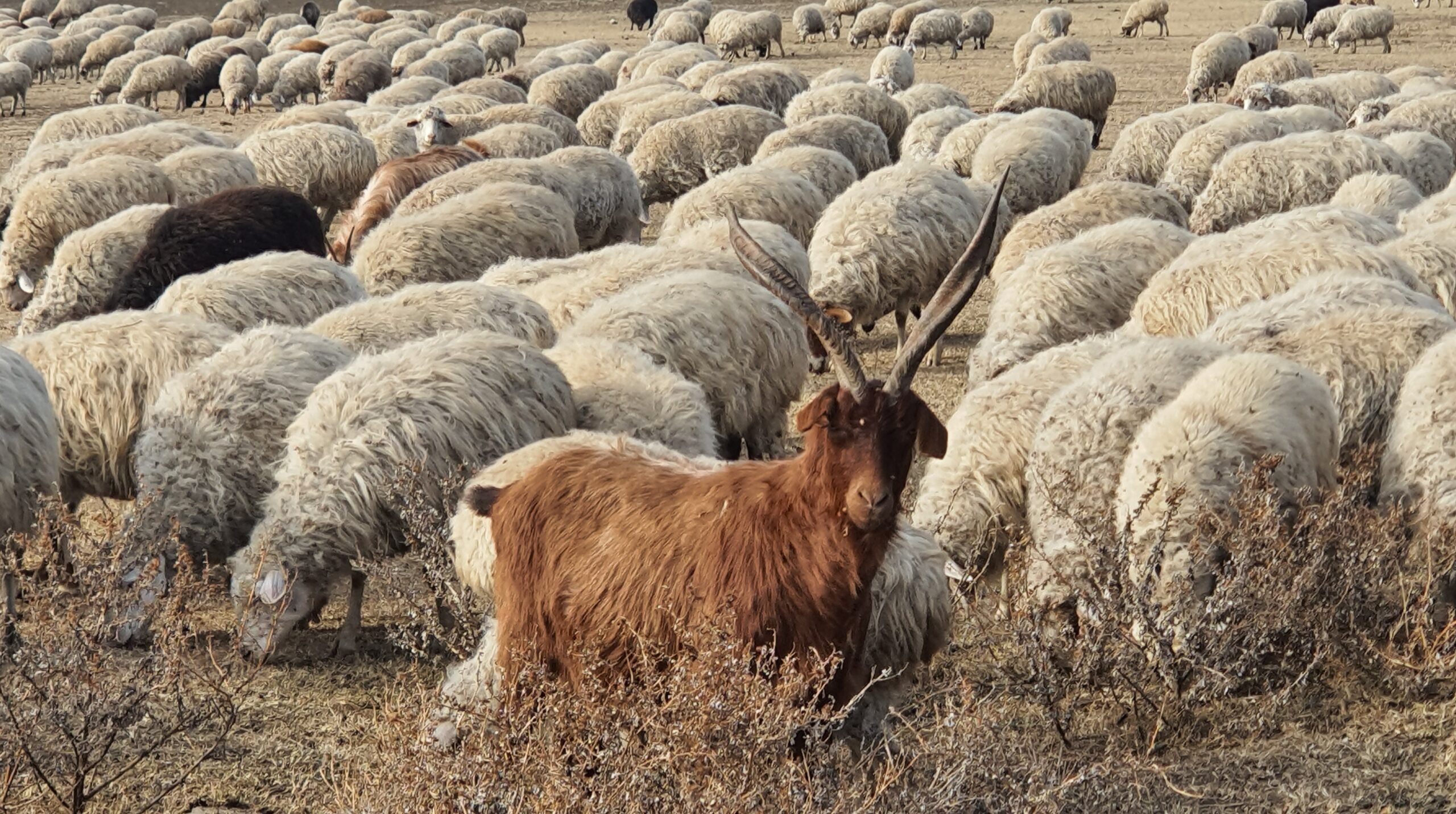 Овцеводство 